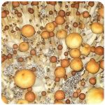 Псилоцибиновые (галлюциногенные) грибы в Кисловодске Psilocybin "Golden Teacher" Псилоцибиновые (галлюциногенные) грибы в Кисловодске Psilocybin "Golden Teacher"